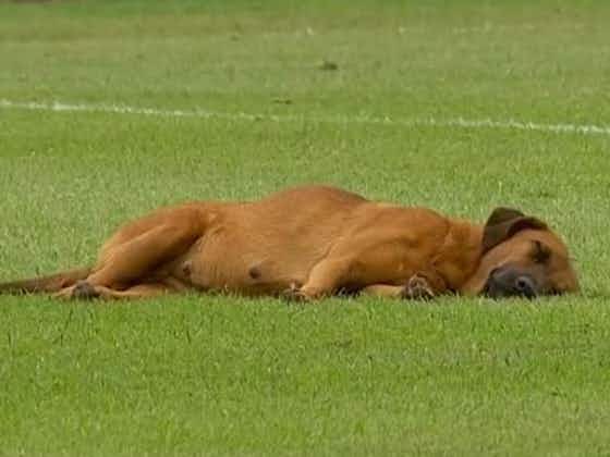 Imagem do artigo:Acredite se quiser! Cachorro tira soneca em campo durante partida; assista