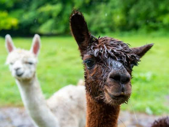 Article image:🎥 English lower league game stopped by ... an alpaca 🦙