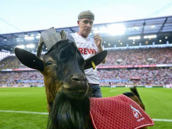 Imagen del artículo:La historia de Hennes, la mascota más famosa de la Bundesliga
