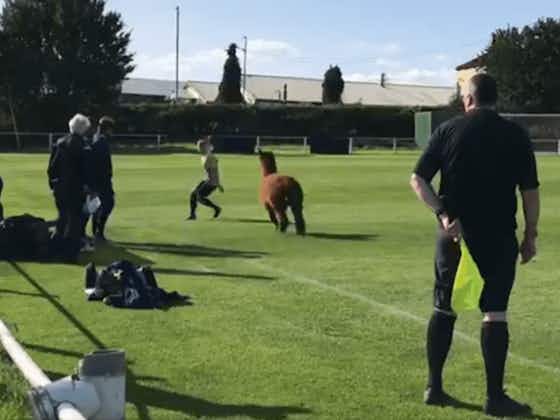 Immagine dell'articolo:Alpaca in campo, giocatori nella 💩: che calcio è successo nel 2020?