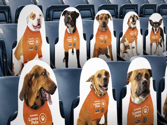 Imagem do artigo:Philadelphia Union promove adoção de cães nos assentos do seu estádio