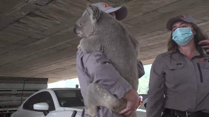 Anteprima immagine per Australia, visita al koala e al wallaby prima della partita contro l'Arabia Saudita