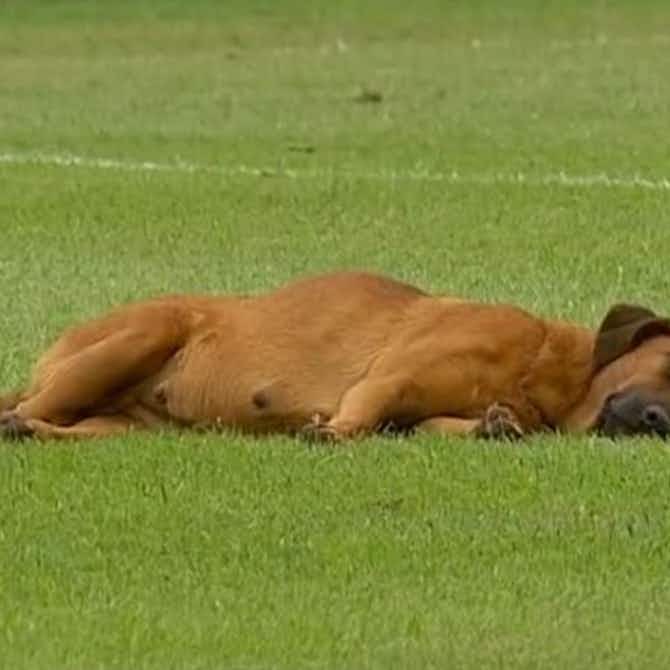 Imagem de visualização para Acredite se quiser! Cachorro tira soneca em campo durante partida; assista