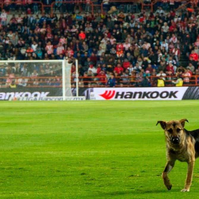 Imagen de vista previa para ⚡ 🎥 El perro más futbolero del Ascenso argentino