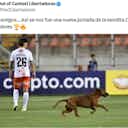 Imagem de visualização para Noite de Copa tem show na arquibancada, gol bizarro e cachorro da sorte 🍀