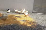 Imagem de visualização para Com milho e galinhas, torcedores do Cruzeiro protestam na sede da Federação Mineira